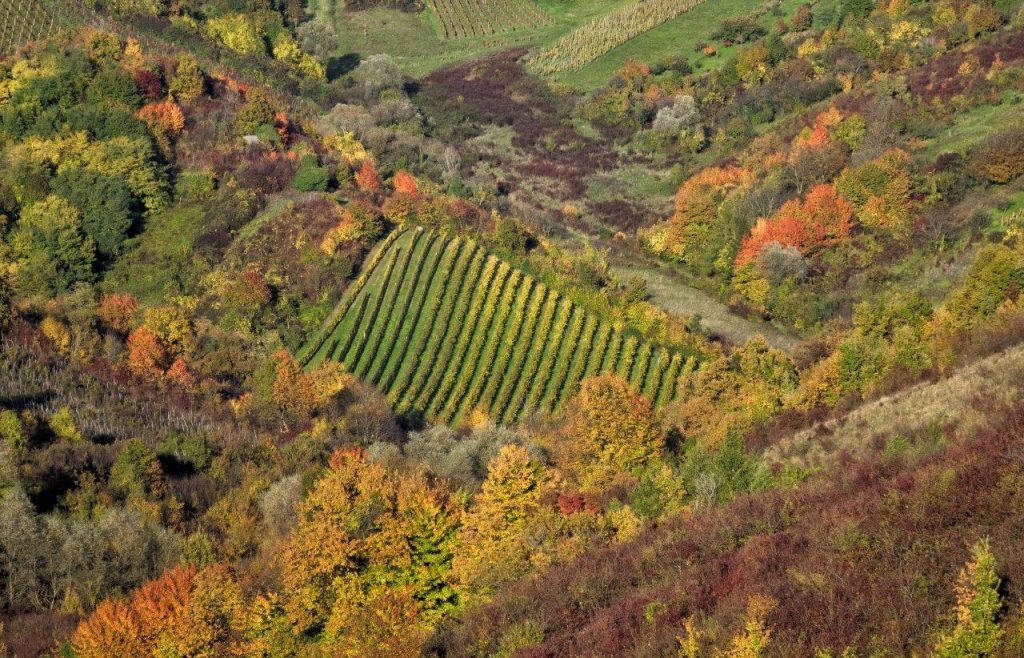 vinograd šuma